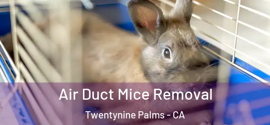 Air Duct Mice Removal Twentynine Palms - CA